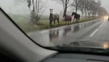 Konie przy drodze biegają pomiędzy samochodami. Nagle wyłoniły się z mgły