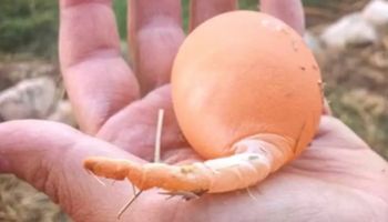 Kura zniosła niezwykłe jajko. „Miało ogon, czegoś takiego nigdy nie widziałem”