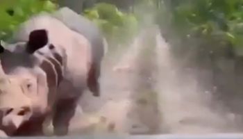 Rozwścieczony nosorożec zaczyna gonić samochód. Turyści przeżyli grozę, mamy wideo