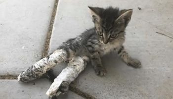 Wycieńczony kotek leżał na ulicy, jego tylne łapki uwięziono w gipsowych odlewach