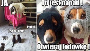 15 najśmieszniejszych memów z psami w roli głównej