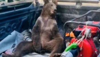 Niedźwiedź przegiął i upił się do nieprzytomności. Filmik z misiem podbija Internet