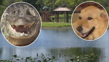 74-latka wskoczyła na aligatora, aby uratować golden retrievera. Gad chwycił psa za głowę