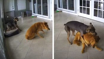Golden Retriever ma atak drgawek, a drugi pies od razu się na niego rzuca