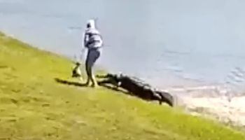 85-latka spaceruje z psem, nagle rzuca się na nią aligator. Tragiczny moment uchwyciła kamera