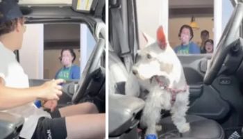 Wrobił pracowników drive’a. Pies w roli kierowcy, ich miny po prostu bezcenne!