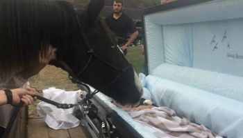 Maltretowany koń po raz ostatni całuje swojego zmarłego wybawcę. „Trudno było się nie rozpłakać”