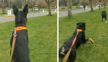 Pies widzi zbliżającego się w oddali innego psa i nagle zdaje sobie sprawę, że go zna