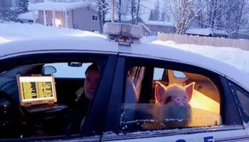 Przemarznięta świnka uratowana przez policjantów. Odwieźli ją do domu radiowozem