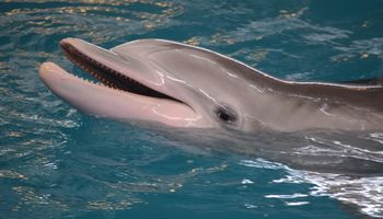16-latka pływała z delfinami. Chwilę później jej ciało wyłowiono z wody