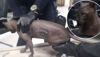 Policjanci odnaleźli łysego kota. Znak na jego ciele świadczy o czymś naprawdę strasznym
