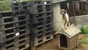 Odnaleziono farmę mięsną psów. Widok na miejscu wstrząsa i druzgoce