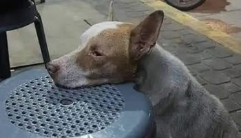 Smutny pies opierał głowę o stołek. Miał w tym smutny powód, zachowanie kryje straszną prawdę