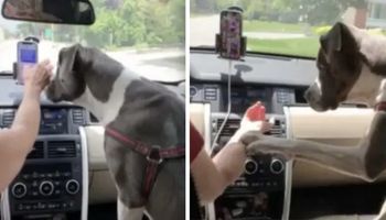 Próbowała napisać SMS w czasie jazdy, reakcja psa odbiera mowę