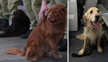 Polskie psy ratownicze wróciły do kraju. Powitano je w niesamowity sposób!