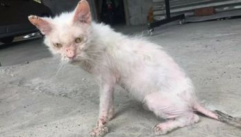 Pielęgniarka zabiera schorowaną kotkę z ulicy. Nie wiedziała, w co się wpakowała