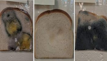 Przerażający eksperyment z chlebem. Pokaże dziecku, dlaczego mycie rąk jest ważne