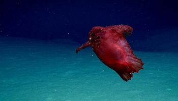 Naukowcy natknęli się na osobliwie wyglądające stworzenie w wodach Zatoki Meksykańskiej