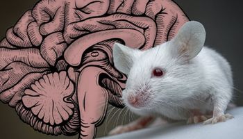 Naukowcy wyhodowali ludzkie minimózgi w ciele myszy. Środowisko etyczne jest oburzone