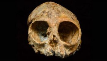 Czaszka pochodząca sprzed 13 milionów lat może wyjawić, jak wyglądali nasi przodkowie