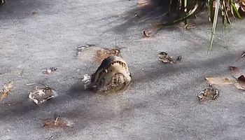 Pyski aligatorów wystające z zamarzniętego jeziora mogą zaskoczyć. Tak gady radzą sobie z mrozami