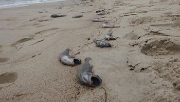 Rzadki gatunek ryb został wyrzucony przez Bałtyk. Zaniepokojeni turyści wezwali ekspertów
