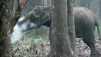 Nawet naukowcy są zaintrygowani „palącym” słoniem. Zachowanie zwierzęcia ma jednak uzasadnienie