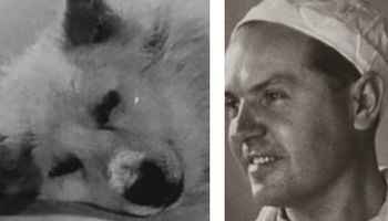 Materiał filmowy z lat 20. pokazuje, jak badacze odcinali głowy psów do eksperymentów naukowych