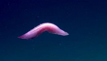 Morskie ogórki to jedne z najdziwniejszych stworzeń, które znajdziecie w podwodnych głębinach