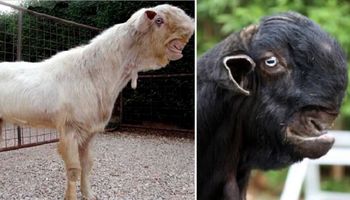 Te demonicznie wyglądające kozy damasceńskie są prawdziwe, a ludzie płacą za nie ogromne sumy