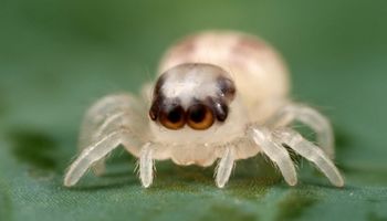 Następnym razem, gdy zobaczysz pająka w swoim domu, nie zabijaj go