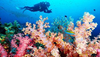 Jak to możliwe, że koralowce i inne morskie stworzenia żyją nawet 500 lat?