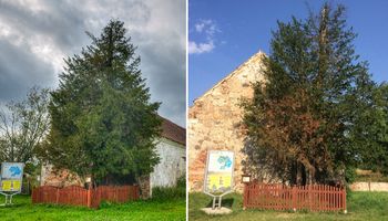 Liczy prawie 1300 lat, może nie przetrwać upałów. Przyrodnicy ratują najstarsze drzewo w Polsce