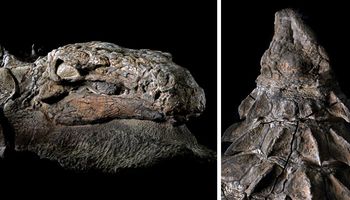 Ta „mumia” dinozaura to najlepiej zachowany okaz, jaki kiedykolwiek znaleziono