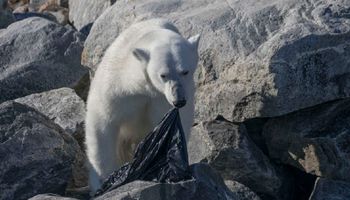 Przygnębiające zdjęcie pokazuje niedźwiedzia polarnego, który próbuje zjeść plastikową torbę