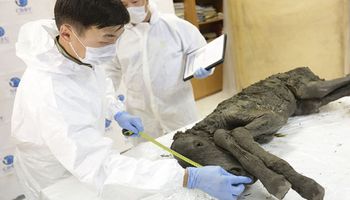 Znaleziono idealnie zachowane szczątki źrebaka pochodzące sprzed 40 tys. lat