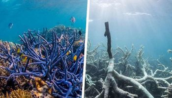 Wielka Rafa Koralowa to jedno z najbardziej spektakularnych miejsc, które wkrótce może umrzeć