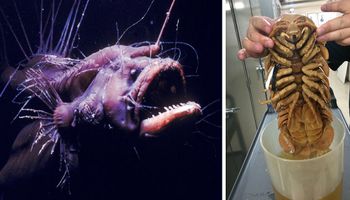 10 przerażających podwodnych stworzeń, które czają się w głębinach oceanu. Są naprawdę potworne
