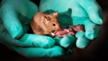 Naukowcy złamali zasady reprodukcji. Myszy tej samej płci doczekały się potomstwa