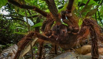 Ptasznik goliat to największy pająk na Ziemi. Nazwa bez wątpienia adekwatna do wyglądu