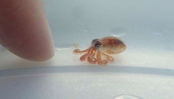 Morscy biolodzy znaleźli najmniejszą i najsłodszą ośmiornicę, jaką kiedykolwiek zobaczycie