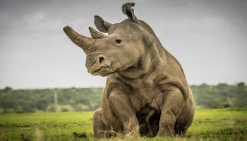 Pojawiła się nadzieja na przetrwanie dwóch ostatnich przedstawicieli północnego nosorożca białego