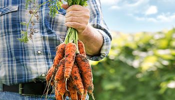 Badanie pokazało, że produkcja organicznej żywności ma negatywny wpływ na środowisko