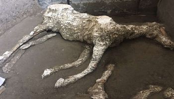 Pod warstwami popiołu w Pompejach odkryto szczątki trzech koni wciąż noszących siodła i uprzęże