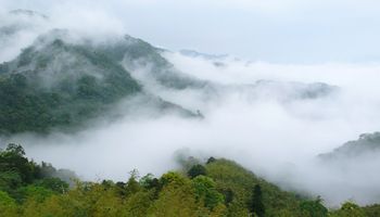 Baśniowe piękno lasów mglistych. Nadnaturalny i niezwykle kapryśny twór natury zachwyca widokami