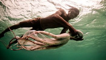 Morscy nomadzi – ewolucja obdarzyła ich wyjątkowymi predyspozycjami do nurkowania