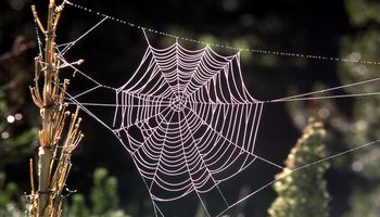 Sieć tego pająka jest pięć razy bardziej wytrzymała niż stal. Naukowcy w końcu odkryli jej sekret