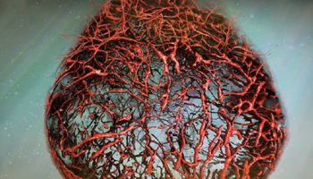 Naukowcom udało się wyhodować ludzkie naczynie krwionośne w warunkach laboratoryjnych
