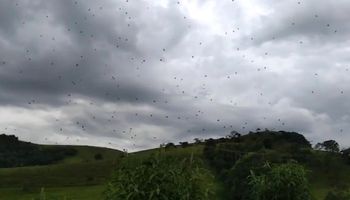 Deszcz pająków w Brazylii. Ku przerażeniu mieszkańców trwa masowa migracja stawonogów