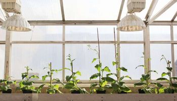 Naukowcy „naprawili usterkę” w fotosyntezie i tym samym zwiększyli wzrost upraw o 40 procent